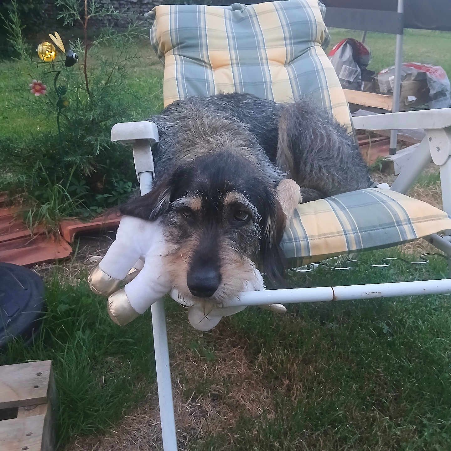 Bouillette a rejoint le concours — aidez-le/la à gagner de superbes lots ! dog, pet, canine, scruffy_dog, black_and_tan, floppy_ears, brown_eyes, stuffed_toy, outdoor, backyard, garden, lounge_chair, patio_furniture, grass, plants, stone_wall, barbecue, relaxed, portrait, playful