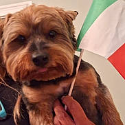 Gio joined the competition — help win amazing prizes! animal, background, black_nose, brown_fur, close_up, cute, dog, domestic_animal, ears, face, fingers, flag, fur, hand, holding, indoor, pet, portrait, small_flag, tongue