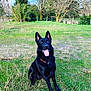 alert, animal, black_coat, canine, daylight, dog, ears_up, fence, field, german_shepherd, grass, happy, nature, outdoor, pet, sitting, sunlight, tongue_out, trees, watchful
