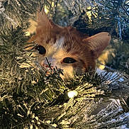 Jack joined the competition — help win amazing prizes! cat, animal, pet, orange_cat, white_cat, pine_branches, frost, snow, christmas_lights, holiday, winter, close_up, nature, greenery, festive, curious, eyes, whiskers, indoor, soft_lighting
