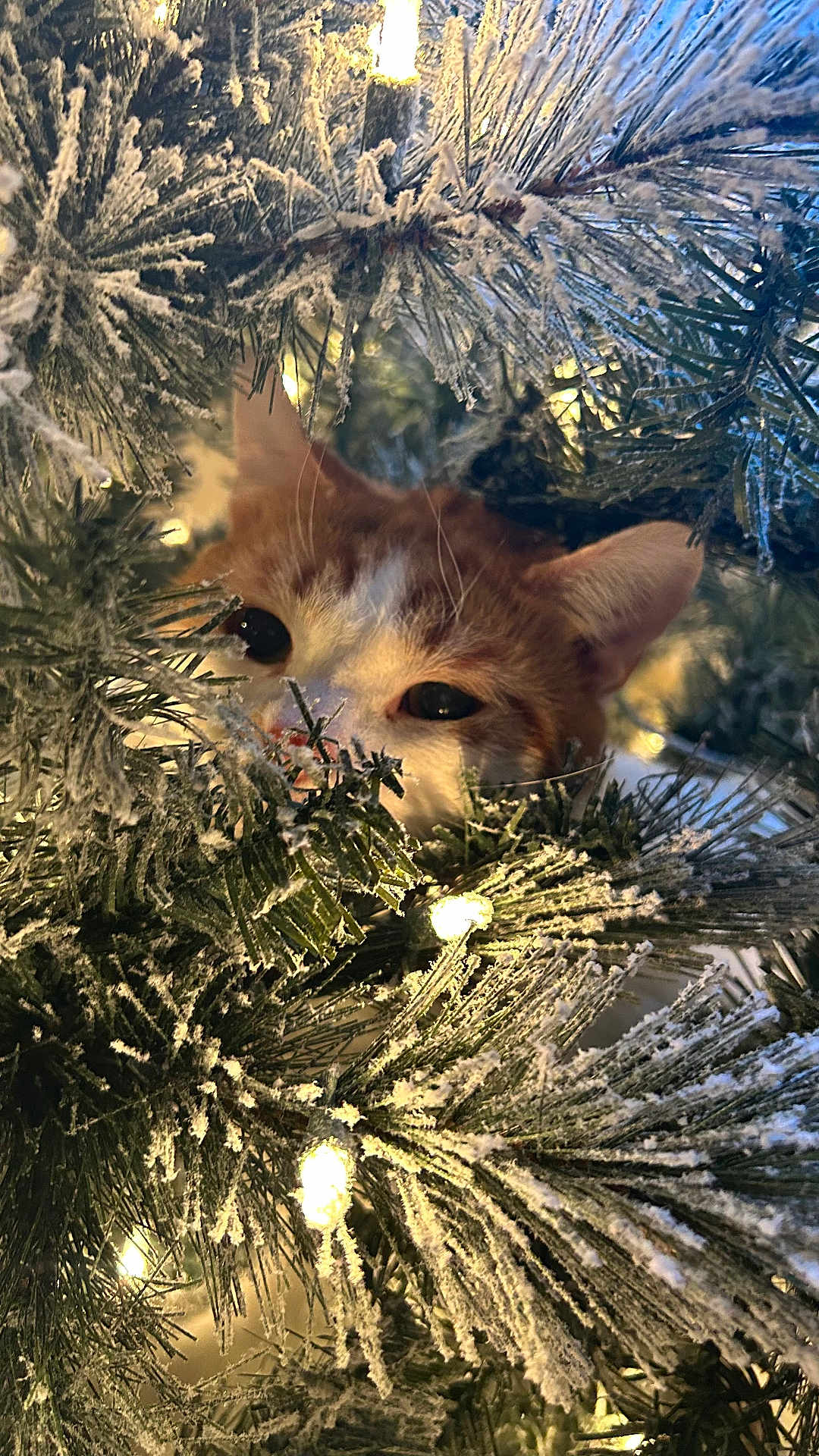 Jack joined the competition — help win amazing prizes! cat, animal, pet, orange_cat, white_cat, pine_branches, frost, snow, christmas_lights, holiday, winter, close_up, nature, greenery, festive, curious, eyes, whiskers, indoor, soft_lighting