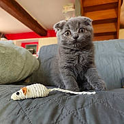 Awaï participe au concours pour gagner de l'argent avec cette photo : blanket, close_up, couch, cozy, curious, domestic_cat, furniture, furry, gray_cat, indoor, kitten, living_room, pet, playful, quilted, small_animal, soft_texture, toy_mouse, wide_eyes, wooden_beam