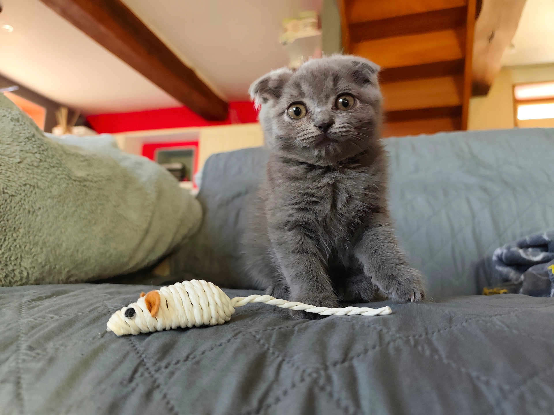 Awaï participe au concours pour gagner de l'argent avec cette photo : blanket, close_up, couch, cozy, curious, domestic_cat, furniture, furry, gray_cat, indoor, kitten, living_room, pet, playful, quilted, small_animal, soft_texture, toy_mouse, wide_eyes, wooden_beam