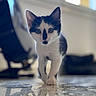 Nina participe au concours pour gagner de l'argent avec cette photo : abyssinian, animal, cat, hardwood, kitten, manx, pet, siamese, wood
