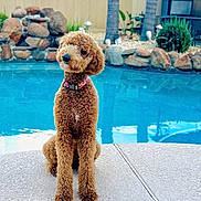 Emi joined the competition — help win amazing prizes! animal, backyard, brown_dog, collar, curly_hair, cute, daylight, dog, fence, greenery, outdoor, pet, pool, portrait, relaxation, rock_waterfall, sitting, summer, tilted_head, water
