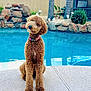 animal, backyard, brown_dog, collar, curly_hair, cute, daylight, dog, fence, greenery, outdoor, pet, pool, portrait, relaxation, rock_waterfall, sitting, summer, tilted_head, water