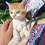 Baloo a rejoint le concours — aidez-le/la à gagner de superbes lots ! kitten, cat, blue_eyes, orange_and_white, hand, blanket, outdoor, garden, sunlight, furniture, chair, patterned_fabric, pet, cute, young_animal, feline, comfort, close_up, soft_texture, relaxation