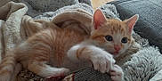 Baloo a rejoint le concours — aidez-le/la à gagner de superbes lots ! kitten, cat, orange_cat, white_cat, toy, stuffed_toy, blanket, cozy, soft_texture, indoor, pet, animal, cute, playful, fur, paw, resting, comfort, home, relaxed