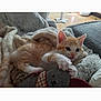 kitten, cat, orange_cat, white_cat, toy, stuffed_toy, blanket, cozy, soft_texture, indoor, pet, animal, cute, playful, fur, paw, resting, comfort, home, relaxed