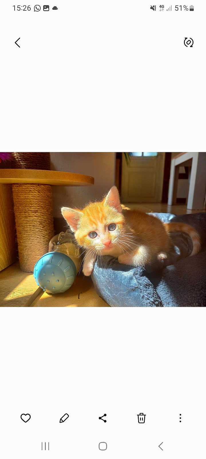 Baloo a rejoint le concours — aidez-le/la à gagner de superbes lots ! kitten, orange_cat, pet, sunlight, indoor, cat_bed, toy, scratching_post, feline, cute, small, animal, domestic, relaxed, warm_light, wooden_floor, cozy, blue, playful, young