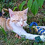 Baloo participe au concours pour gagner de l'argent avec cette photo : cat, orange_cat, white_cat, grass, outdoor, toy, blue_toy, yellow_toy, leaves, plants, nature, animal, pet, lying_down, relaxed, fur, paws, greenery, close_up, daylight