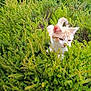 cat, animal, pet, outdoor, greenery, bush, nature, feline, curious, plant, wildlife, leaf, garden, cute, fur, whiskers, small, adorable, daylight, environment