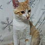 cat, orange_cat, white_cat, pet, animal, feline, sitting, blanket, snowflake_pattern, cozy, indoor, fur, whiskers, ears, tail, cute, curious, portrait, domestic_cat, soft