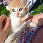 Baloo participe au concours pour gagner de l'argent avec cette photo : kitten, cat, blue_eyes, orange_and_white, pet, hand, person, outdoor, sunlight, grass, lawn_chair, colorful_clothing, cute, animal, young_cat, resting, closeup, feline, summer, nature