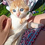 kitten, cat, blue_eyes, orange_and_white, pet, hand, person, outdoor, sunlight, grass, lawn_chair, colorful_clothing, cute, animal, young_cat, resting, closeup, feline, summer, nature