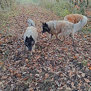 Rhetie participe au concours pour gagner de l'argent avec cette photo : autumn, black, brown, canine, curious, dog, dogs, fall_foliage, forest, fur, leaves, nature, outdoor, path, season, sniffing, tan, trees, walking, woods