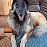belgian_shepherd, black_and_tan, blanket, dog, ears, fluffy, furniture, happy, indoor, leather_chair, living_room, long_hair, paws, pet, portrait, rug, sitting, smiling, tongue_out, wooden_floor