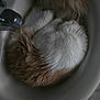 cat, sink, sleeping, curled_up, fur, white, ginger, pet, cozy, indoor, resting, animal, quiet, soft, feline, home, bathroom, relaxed, cute, nap