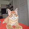 Barnabe a rejoint le concours — aidez-le/la à gagner de superbes lots ! animal, cat, cute, fluffy, front_facing, green_eyes, home, indoor, kitchen, kitten, large_ears, long_hair, orange_tabby, paws, pet, portrait, red_surface, sitting, whiskers, white_doors