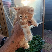 Barnabe a rejoint le concours — aidez-le/la à gagner de superbes lots ! animal, being_held, cat, ears, eyes, fluffy, ginger_cat, human_arm, human_hand, kitten, orange_fur, outdoor, patio, paws, pet, portrait, potted_plant, sunlight, whiskers, window