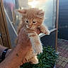 cat, kitten, ginger_cat, orange_fur, fluffy, pet, animal, being_held, human_hand, human_arm, whiskers, ears, eyes, paws, outdoor, sunlight, window, potted_plant, patio, portrait