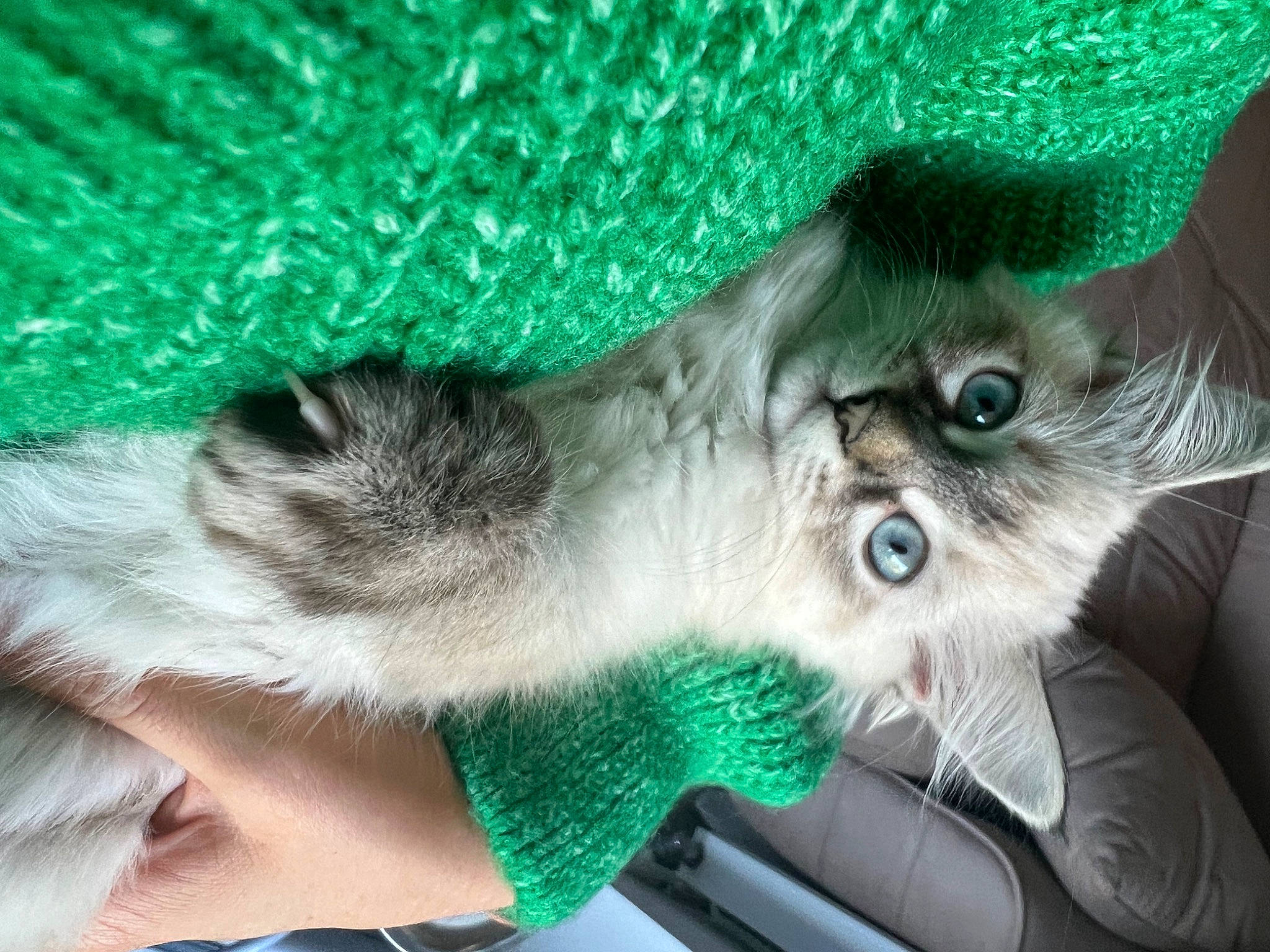 Miya participe au concours pour gagner de l'argent avec cette photo : carnivore, cat, claw, domestic_short_haired_cat, felidae, fur, green, hat, moustache, paw, small_to_medium_sized_cats, snout, tail, whiskers, wool, woolen, woven_fabric