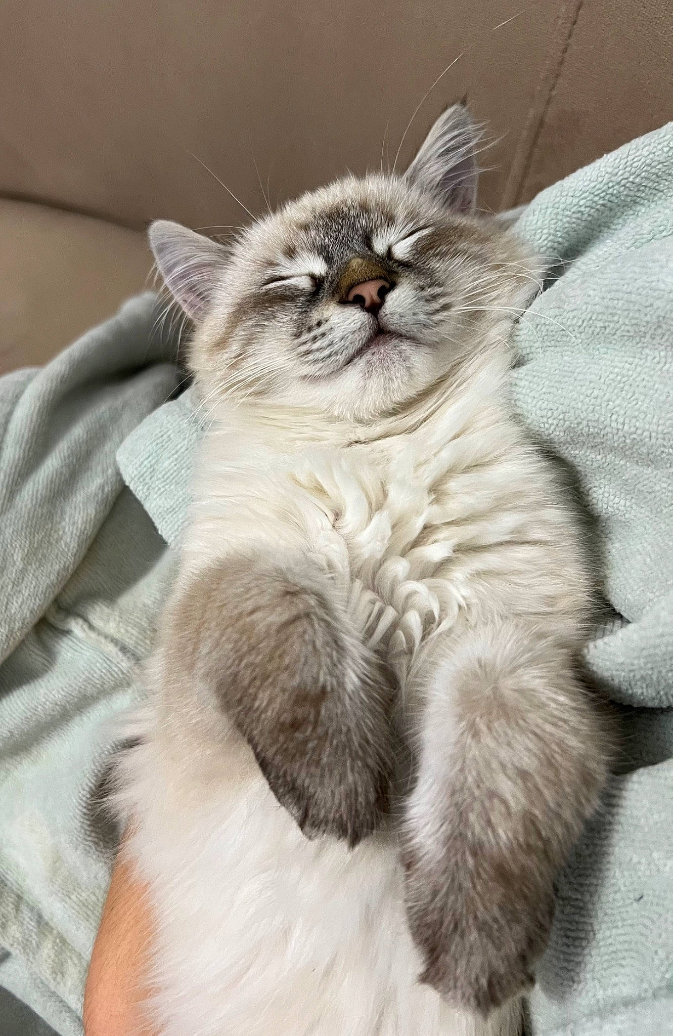 Miya a rejoint le concours — aidez-le/la à gagner de superbes lots ! balinese, birman, british_longhair, carnivore, cat, claw, comfort, domestic_short_haired_cat, fawn, felidae, fur, grey, nap, paw, ragdoll, small_to_medium_sized_cats, snout, tail, thai, whiskers