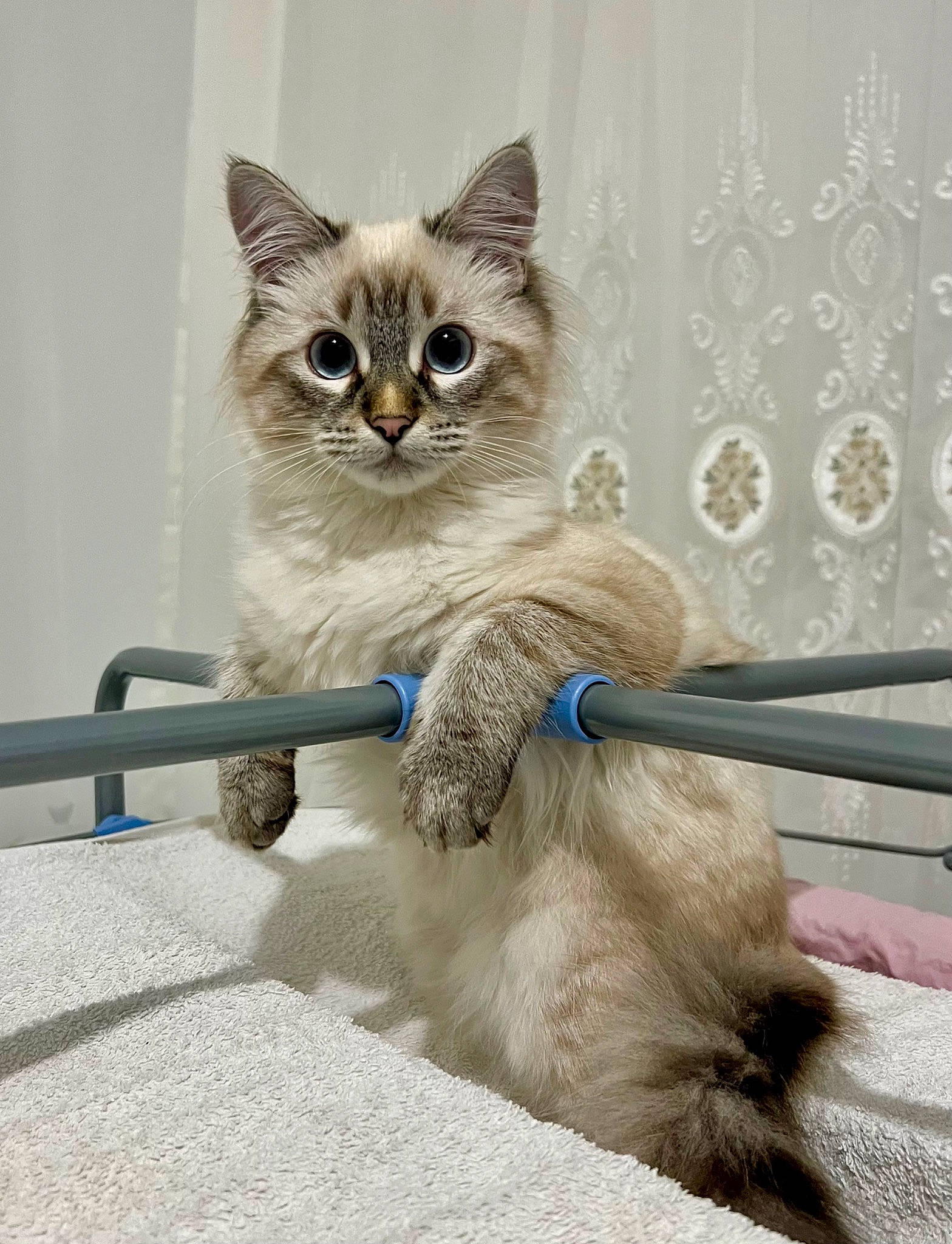 Miya a rejoint le concours — aidez-le/la à gagner de superbes lots ! british_longhair, carnivore, cat, cat_supply, claw, domestic_short_haired_cat, door, fawn, felidae, fur, paw, pet_supply, photo_caption, sitting, small_to_medium_sized_cats, snout, tail, terrestrial_animal, whiskers, window