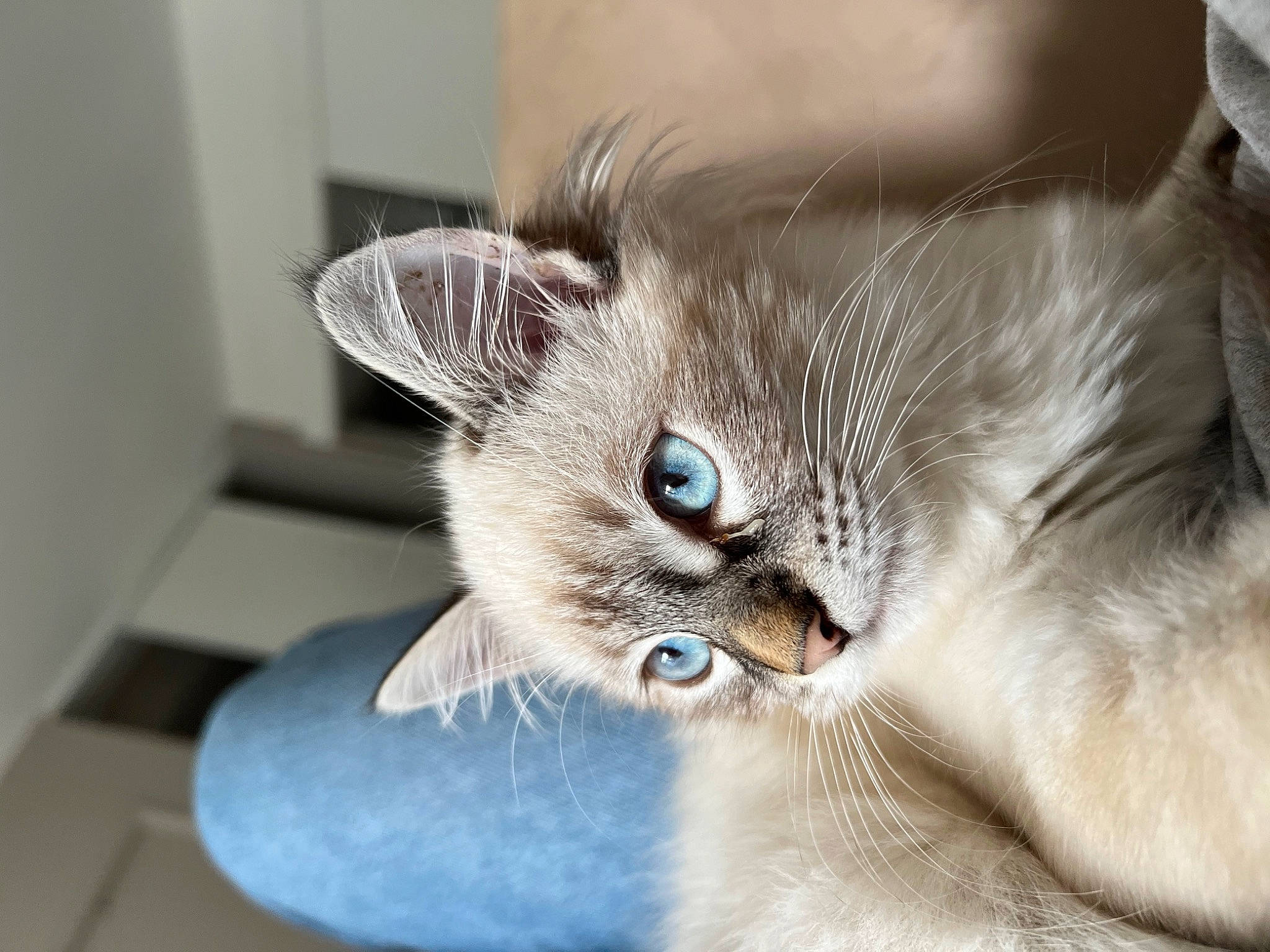 Miya a rejoint le concours — aidez-le/la à gagner de superbes lots ! bed, carnivore, cat, claw, comfort, couch, domestic_short_haired_cat, ear, fawn, felidae, fur, paw, small_to_medium_sized_cats, snout, thai, whiskers, window