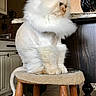 cat, white_cat, fluffy, long_hair, persian_cat, pet, animal, sitting, stool, wooden_furniture, indoor, kitchen, home, portrait, whiskers, blue_eyes, tail, fur, cute, domestic_animal
