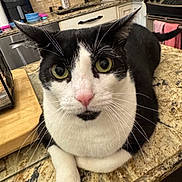 Gizmo joined the competition — help win amazing prizes! cat, black_and_white, tuxedo_cat, pet, animal, feline, close_up, portrait, green_eyes, pink_nose, whiskers, ears, fur, sitting, lying_down, countertop, kitchen, granite, home, indoor