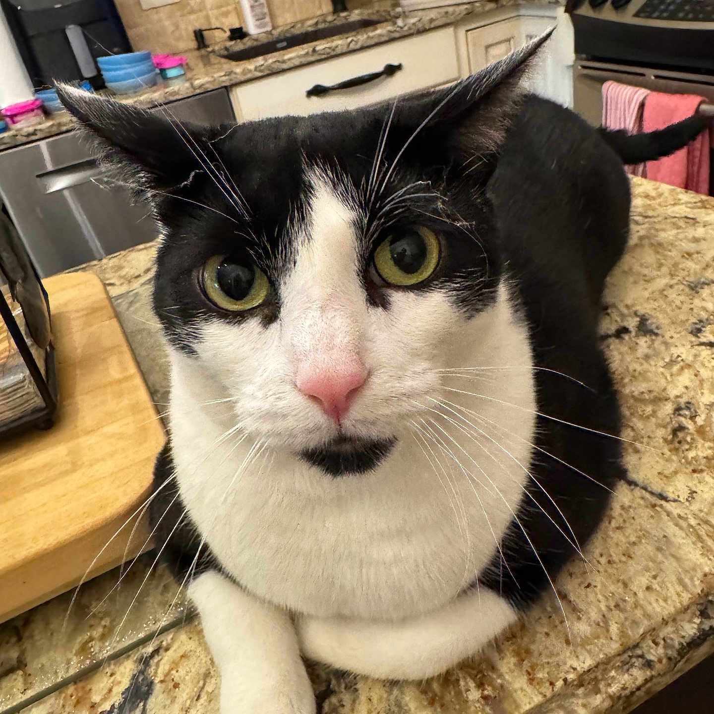 Gizmo joined the competition — help win amazing prizes! cat, black_and_white, tuxedo_cat, pet, animal, feline, close_up, portrait, green_eyes, pink_nose, whiskers, ears, fur, sitting, lying_down, countertop, kitchen, granite, home, indoor