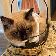 Hazelnut is registered to the contest to win money with this photo: basket, blue_eyes, brown_fur, cat, close_up, countertop, cozy, cream_fur, feline, fluffy, funny, indoors, kitchen, long_hair, pet, pointed_ears, portrait, sitting, whiskers, wicker