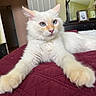 cat, white_cat, fluffy, long_hair, blue_eyes, pink_nose, pet, feline, animal, lying_down, stretched_paws, bed, bedroom, quilt, burgundy_blanket, mirror, doorway, indoor, portrait, cozy