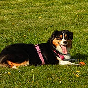 Vita participe au concours pour gagner de l'argent avec cette photo : dog, grass, outdoor, green, flowers, pet, animal, play, happy, tongue_out, field, nature, canine, leisure, summer, sunlight, pink_harness, resting, toy, bright