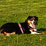 dog, grass, outdoor, green, flowers, pet, animal, play, happy, tongue_out, field, nature, canine, leisure, summer, sunlight, pink_harness, resting, toy, bright