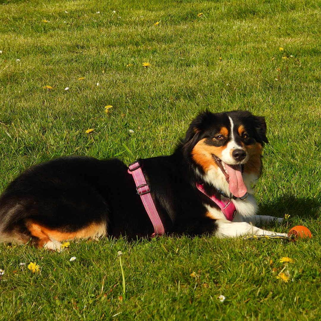 Vita participe au concours pour gagner de l'argent avec cette photo : dog, grass, outdoor, green, flowers, pet, animal, play, happy, tongue_out, field, nature, canine, leisure, summer, sunlight, pink_harness, resting, toy, bright