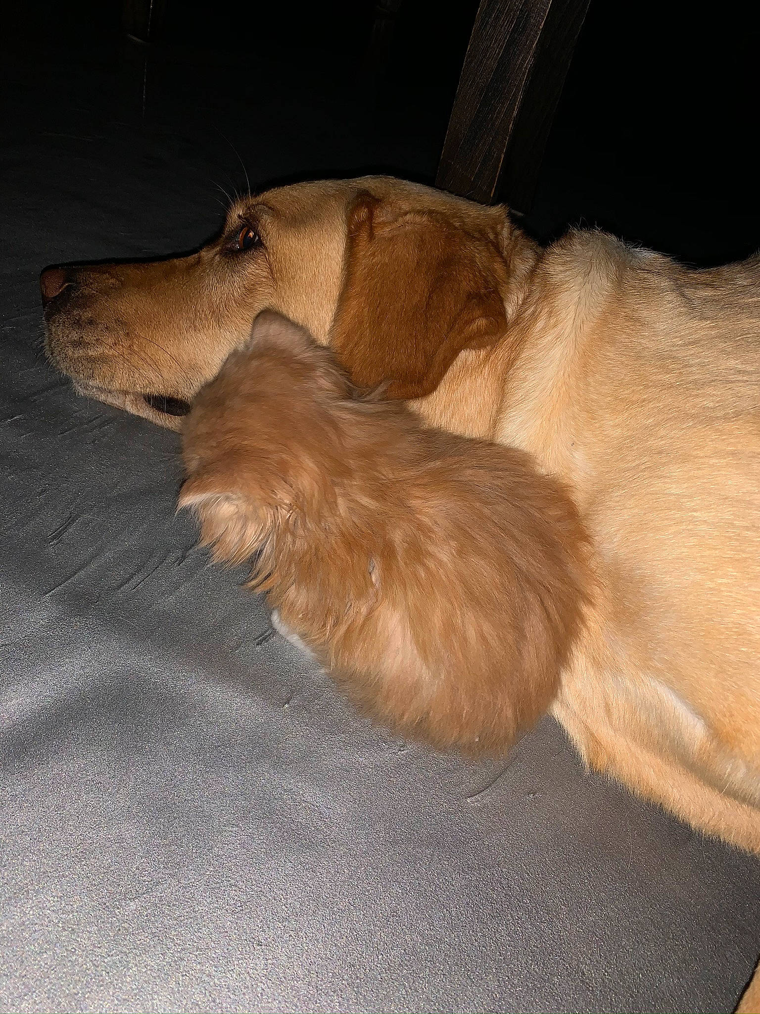 Mitaines a rejoint le concours — aidez-le/la à gagner de superbes lots ! afghan_hound, canidae, carnivore, dog, dog_breed, fawn, fur, goldendoodle, sporting_group, tail