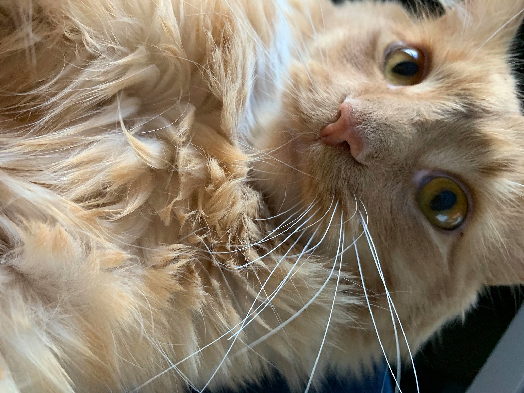 Mitaines a rejoint le concours — aidez-le/la à gagner de superbes lots ! carnivore, cat, claw, close_up, domestic_short_haired_cat, ear, fawn, felidae, fur, head, paw, small_to_medium_sized_cats, snout, whiskers