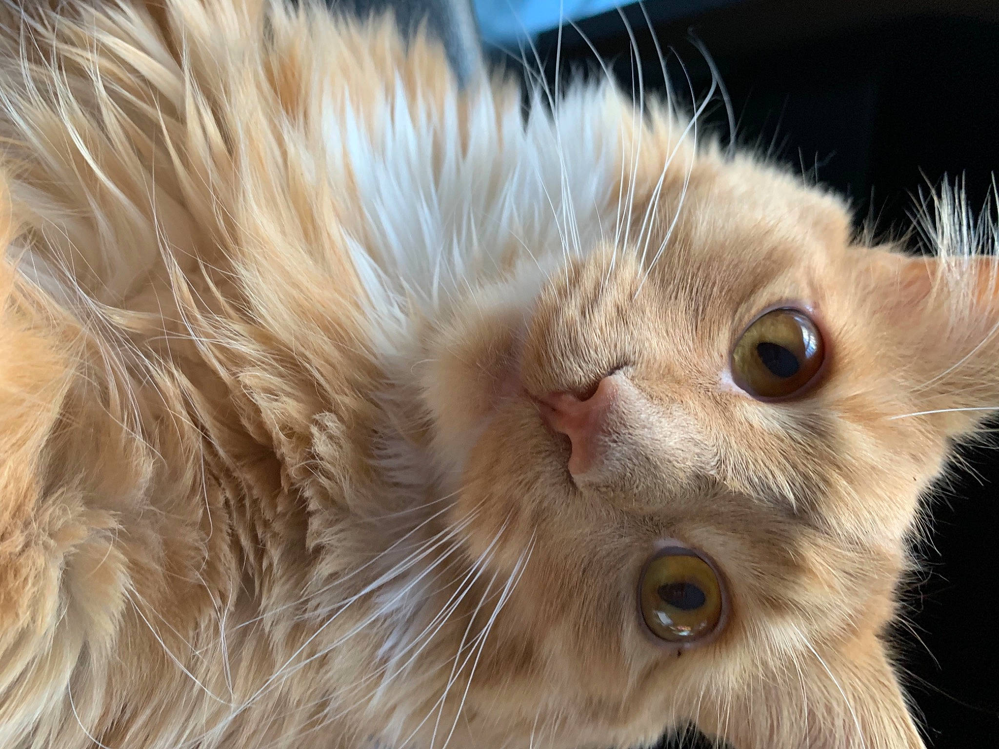 Mitaines a rejoint le concours — aidez-le/la à gagner de superbes lots ! carnivore, cat, claw, close_up, domestic_short_haired_cat, ear, eye, fawn, felidae, fur, hair, head, iris, paw, small_to_medium_sized_cats, snout, whiskers, window