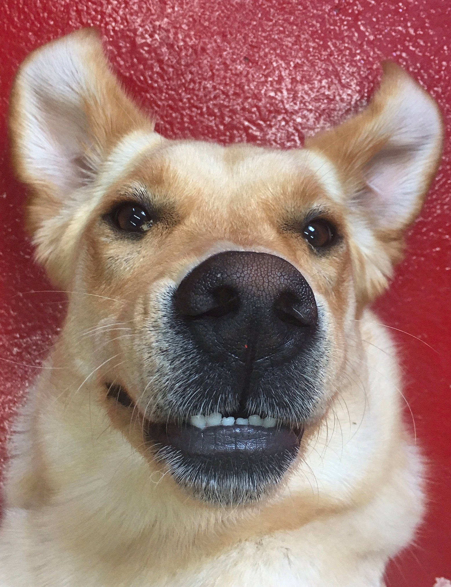 Kayla joined the competition — help win amazing prizes! canidae, carnivore, close_up, collar, companion_dog, dog, dog_breed, ear, eye, fawn, fur, head, jaw, nose, snout, sporting_group, terrestrial_animal, whiskers, working_animal, working_dog