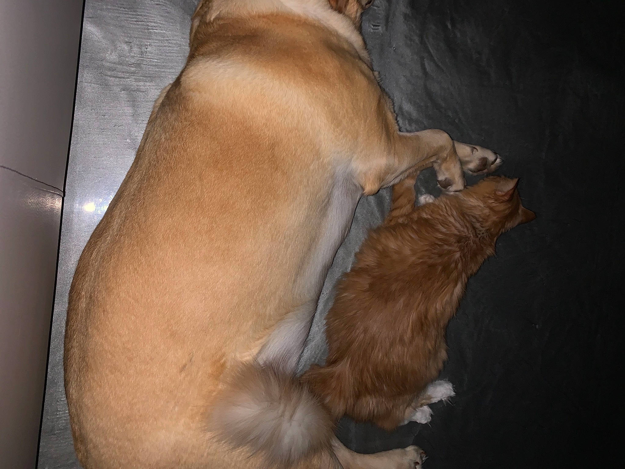 Kayla is registered to the contest to win money with this photo: brown, carnivore, comfort, companion_dog, dog, dog_breed, elbow, fawn, felidae, foot, fur, human_leg, liver, paw, snout, sporting_group, tail, trunk, whiskers, working_animal