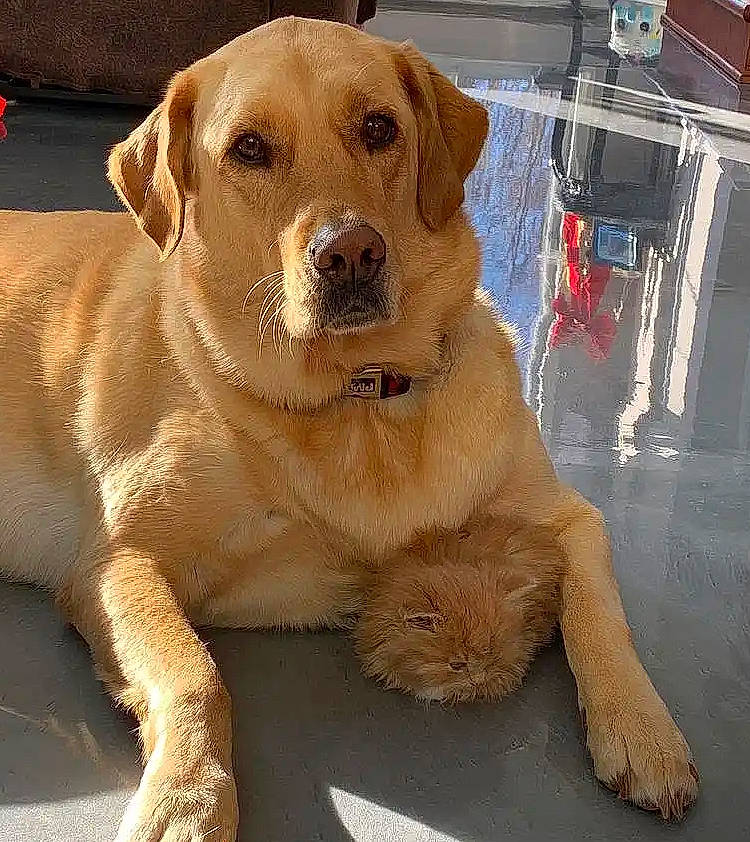 Kayla is registered to the contest to win money with this photo: canidae, carnivore, collar, companion_dog, dog, dog_breed, dog_collar, eye, fawn, firefighter, fur, gas, labrador_retriever, paw, plant, puppy, snout, sporting_group, whiskers, working_animal