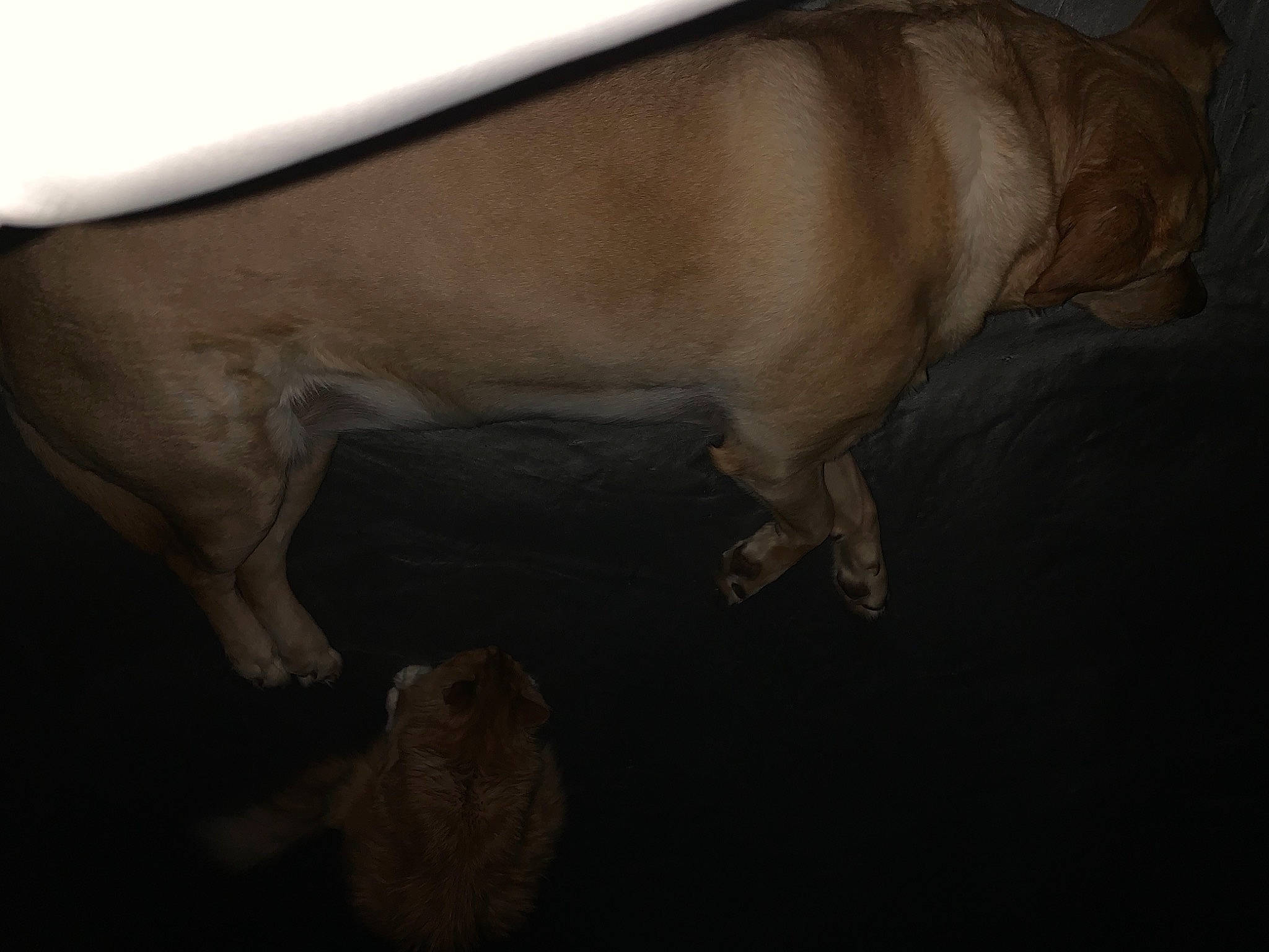 Kayla is registered to the contest to win money with this photo: canidae, carnivore, companion_dog, darkness, dog, dog_breed, fawn, fur, gun_dog, hardwood, liver, non_sporting_group, snout, sporting_group, tail, terrestrial_animal, wood, working_animal