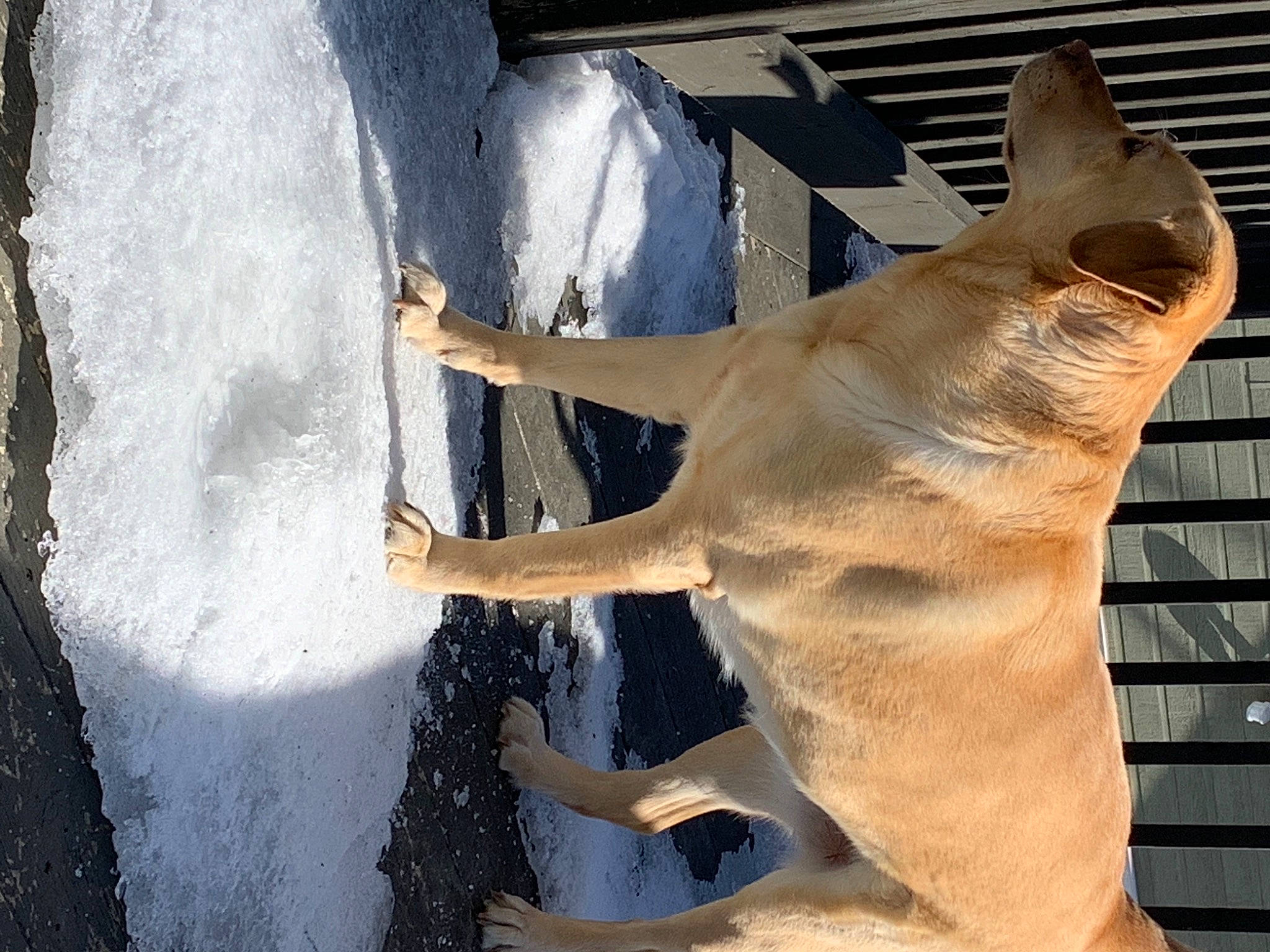 Kayla a rejoint le concours — aidez-le/la à gagner de superbes lots ! carnivore, cartilaginous_fish, dog_breed, elbow, fawn, felidae, foot, fur, gesture, hand, jaw, shark, snout, tail, terrestrial_animal, tree, water, whiskers, wildlife, wood