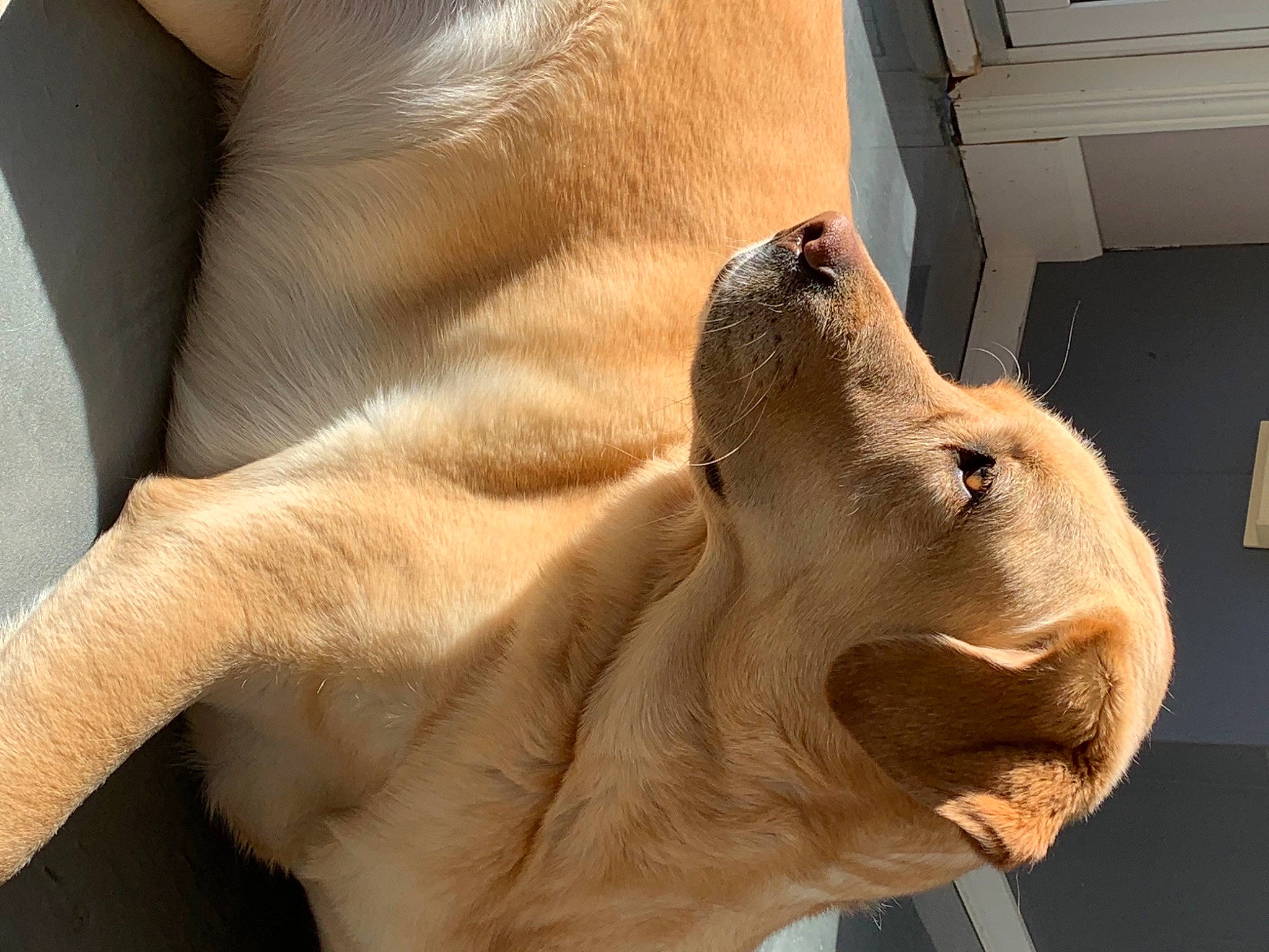 Kayla participe au concours pour gagner de l'argent avec cette photo : art, big_cats, carnivore, dog_breed, fawn, felidae, foot, head, human_body, jaw, lion, sculpture, snout, statue, stuffed_toy, terrestrial_animal, trunk, whiskers, wood, working_animal