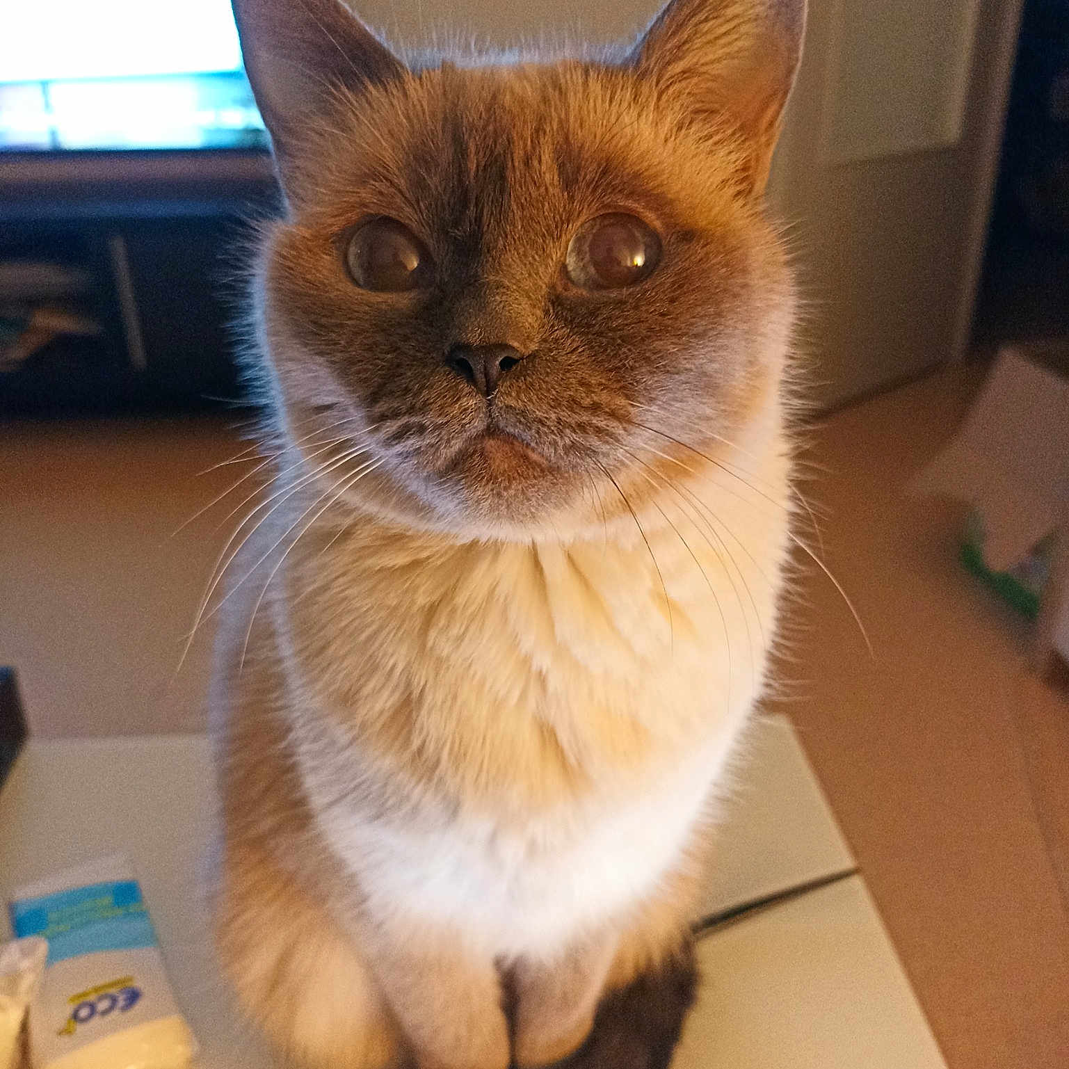 Fionna