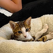 Buzz a rejoint le concours — aidez-le/la à gagner de superbes lots ! animal, blanket, cat, couch, ears, feline, fluffy_blanket, indoors, kitten, lying_down, paw, person, pet, portrait, raised_paw, relaxed, tabby, whiskers, white_cat, wide_eyes