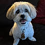 dog, pet, white_fur, small_dog, cute, happy, indoor, couch, collar, tag, teddy, fluffy, sitting, animal, companion, smiling, fur, eyes, mouth, domestic