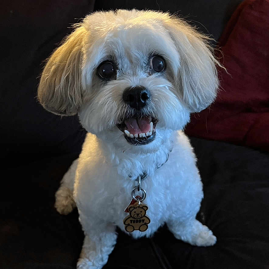 Teddy is registered to the contest to win money with this photo: animal, collar, companion, couch, cute, dog, domestic, eyes, fluffy, fur, happy, indoor, mouth, pet, sitting, small_dog, smiling, tag, teddy, white_fur